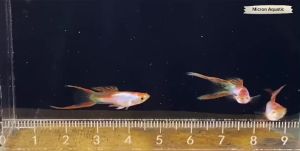 [DOA] Blond Silverado Endler / Endler Guppy