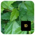 Daun kembang sepatu daun bunga sepatu daun lentera segar herbal alami. 
