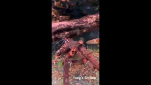 Kayu Tenggelam Pokok Longgan Akuarium/Processed Sinking Aquarium Longgan Wood  已处理沉底龙眼木水族造景