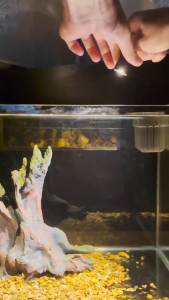 SG READY STOCK l USB MINI 3W USB 2 MODE + DIMMABLE OF CHANGING LIGHT COB South America Yellow and White Light