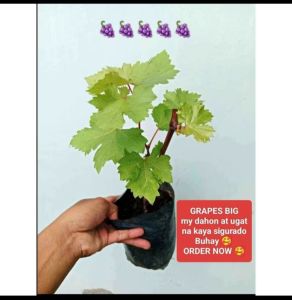 2 plus 1 RED CARDINAL GRAPES MY DAHON AT UGAT NA  100 % BUHAY NA LIVE plant/MADALING ALAGAAN