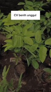 Bibit Kelengkeng Matalada Okulasi Super Cepat Berbuah