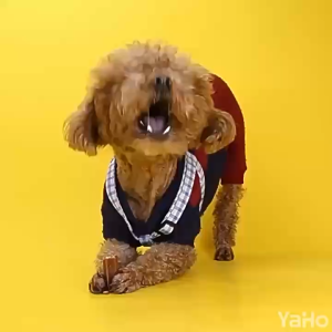 Yaho Natural Dog Chew 220g Chew Bone Shape Dog Food Snacks Dog Snacks Treats