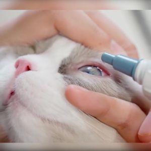 Bioline Eye Care Drops Balsam for Eyes Dog Eye Cleaner 50ml by Martinas VCO