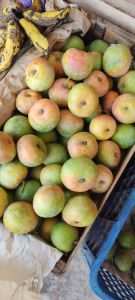 mangga apel ready/ gedong apel gincu 1kg