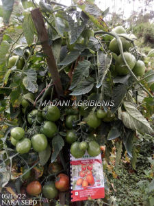 Bibit Benih Tomat Mahira Naka Seed Murah berkualitas