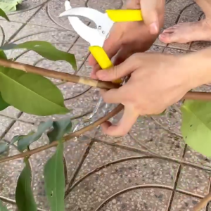 Kéo khoanh vỏ chiết cành cây dụng cụ khoanh vỏ cây rất tiện dụng bóc bỏ cây lưỡi thép sắc bén