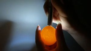 LED Rechargeable Egg candling pen light for poultry chicken bird incubator