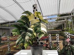 ฟิโลเดนรอนอิพิคูมิน่อล ต้นไม้ประดับสวยสวยสวนป้าพร ต้นไม้ฟอกอากาศ