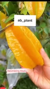 Bibit Belimbing Madu Manis Cepat Berbuah Super Jumbo