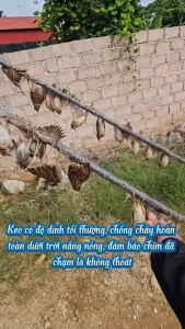 Keo Dính Chim Sẻ Cu Gáy Chào Mào Siêu Nhạy Không Mùi Chống Chảy Lọ 50g 200g 300g 500g Chemeng Store