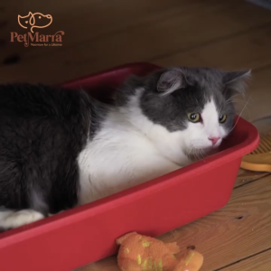 PetMarra Adult Cat Dry Food Raw Chunks Recipe Freeze Dried Surf and Turf Wild Game Poultry Platter Flavor 1kg Collection - PetMate kibbles