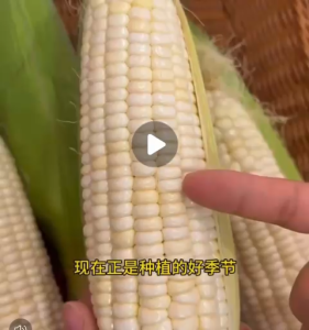 Biji Benih Jagung Pulut Putih(18 Seeds)/早鲜粘白玉米籽/White Sticky Corn Seeds/White Glutinous Corn Seeds