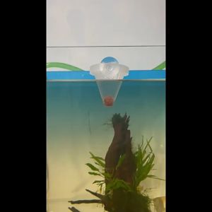 Aquarium Fish Feeder Red Worm Shrimp Food Feeding Plastic Funnel Conical Cup With Suction Cup