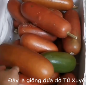 (GIỐNG MỚI) Dưa đỏ Tân Cương giống dưa mới lai tạo rất thơm ngọt - Hoang My food and beauty