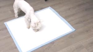 Super Absorbent Pet Diaper Cat Dog Training Pee Urine Pads Disposable Healthy Nappy Mat Cage Mat Pet Supplies Kucing