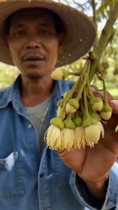 กัปตันเรือ ไนโตรบูสท์ ขนาด 1 ลิตร กรดอะมิโน เอนไซม์หลายชนิด ทำให้พืชเติบโตดีมาก แข็งแรง เร่งดอก บำรุงผล เร่งแป้ง น้ำตาล สร้างภูมิคุ้มกันโรคต่างๆ
