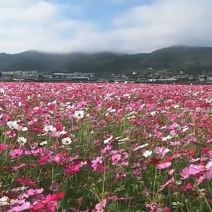 DEAL 5K - Hạt giống hoa cúc sao nhái mix màu ( 1000 hạt )