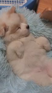 Nệm nằm cho Chó Mèo lông tròn cho Chó Mèo mềm mịn (mẫu mới) - Hara Pet Store