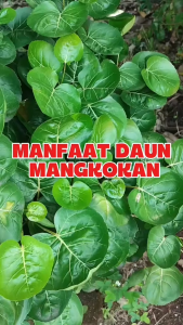 Daun Mangkokan Segar / Daun Mangkok Segar Herbal Alami