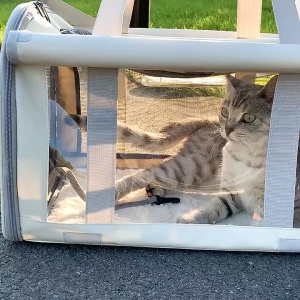 กระเป๋าแมวใบใหญ่ แมวพับได้ กระเป๋าใส่สัตว์เลี้ยง ระบายอากาศ พับได้ แบบพกพา สําหรับสัตว์เลี้ยง สุนัข แมว สำหรับเดินทางสัตว์