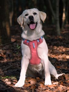 Dog Explosion-Proof Hand Holding Rope Pet Harness Reflective Vest-Style Small and Medium-Sized Dog Leash Reflective Waterproof Collar