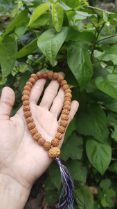 TASBIH 33 JENITRI RUDRAKSHA ATAU GELANG RUDRAKSHA JENITRI