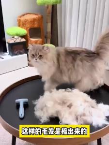 【店铺热销】猫毛打薄器猫咪梳子两用脱毛梳去浮毛短毛长毛小号宠物清洁专用[popular in stores] cat hair thinning device cat comb dual purpose hair removal comb for removing floating hair short hair long hair small pet cleaning