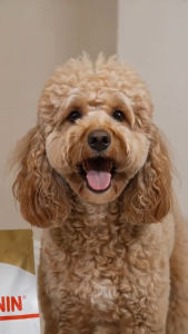 Royal Canin Poodle Adult 1.5kg Dry Dog Food - Breed Health Nutrition for Toy & Miniature Poodles Over 10 Months Old | Tailor-Made Kibble for Coat Care Muscle Tone & Dental Health [New Stock]