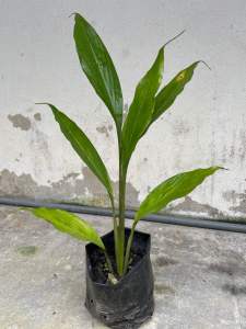 Anak Pokok Pepijat/Cemomok/Kesing | Dalam Polybag ( Pokok Besar )