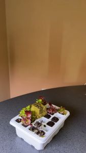 Organic Ruby Red Lettuce Seeds - Non-GMO Excellent for Garnishes and Adds Beautiful Color to Salads