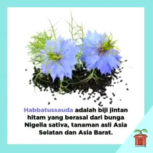 Kapsul Habbatussauda Nigella Sativa: Daya Tahan Tubuh & Stamina