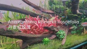 Alternanthera reineckii Rosaefolia丹麦红玫瑰/Emerge水上叶/Aquatc plant/Tumbuhan Akuatik