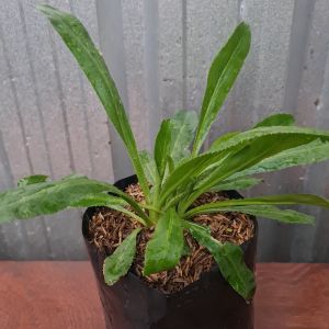 ต้นผักชีใบเลื่อย ต้นผักชีฝรั่ง ผักชีใบเลื่อย ผักชีฝรั่ง ในถุงเพาะกระถาง 5.5 นิ้ว ผักชีใบยาว ต้นผักชี