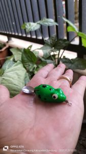 Umpan ikan gabus Sigacor soft frog ukuran 3 cm Berat 5 gr paling kiler amis mantap santapan ikan gabus
