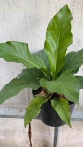 Cây Giáng Tiền - Tổng thể tầm 30-40 cm - Kiểng lá sang trọng!