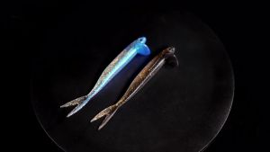 Mồi Câu Giả Mềm 120mm 7.5g D1 Kiểu Cá Shad Có Vây Đuôi Dành Cho Cá Bass Cá Perch Nước Ngọt Kiểu Lăn Gói 5 Cái