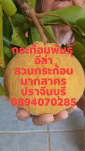 ต้นพันธุ์กระท้อนอีล่า ขนาด 1 เมตร ขยายพันธุ์โดยการติดตา  ต้นสมบูรณ์แข็งแรงพร้อมปลูก