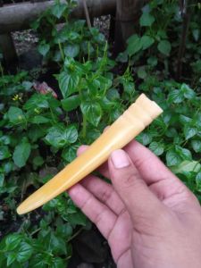 Pipa/cangklong iga super model taring