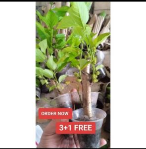 Mulberry Illinois Plant ROOTED AND CUTTINGS Fruit May Dahon for Outdoor Garden