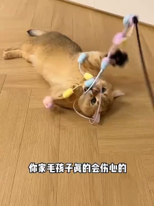 cat teaser ไม้กายสิทธิ์รูปนางฟ้าของเล่นแมวล่อแมวแบบขนนกของเล่นแมวแบบสปริง ของเล่นแมวโต้ตอบน่ารักของเล่นแมวล่อแมว