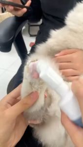 Pencuci Kaki Haiwan | Buih Automatik | Tanpa Bilas | Anti-Bakteria & Haruman Tahan Lama untuk Kucing Anjing