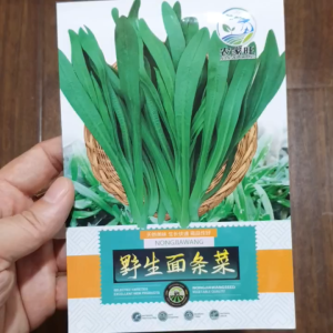 Hạt Giống Ngò Gai Nhập khẩu hạt giống mùi tàu nhập khẩu Hoang My food and beauty