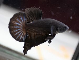 Ikan Laga SUPER BLACK Betta Cupang SOLID COLOR BETTA