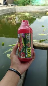 COD MURAH BIO KCL Pupuk Organik Cair Untuk Melebatkan Buah Cabe Rawit Paling Ampuh - Pupuk Super Penyubur Tanaman Cabe Terbaik - Obat Semprot Ajaib Booster Buah Cabe Rawit REKOMENDED