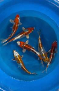 Japan Kujaku import 35-38cm top selection grade - RM980 per koi + shipping RM60
