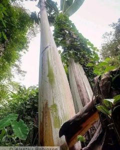 BIBIT TANAMAN PISANG PAPUA RAKSASA 🌱 Harga untuk 1 pohon pisang  papua raksasa ukuran tanaman sesuai stok atau random ukuran mulai dari  10 cm - 30 cm  Tinggi tumbuhan ini bisa mencapai 10-15 meter. Ready Bibit Pisang Asli Papua Siap Tanam