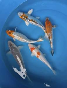 Japan koi local breed 8-10” Premium Grade 5pcs Hand Pick Set ( doitsu matsuba kujaku kohaku ki showa soragoi ) + 5/6” high grade Showa
