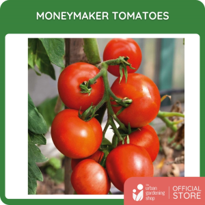 Premium Non-GMO Seeds - Moneymaker Tomatoes