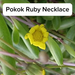 Pokok Ruby Necklace Ruby Necklace Plant Succulent Plant Live Plant SHS Kebun